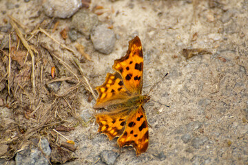 butterfly on leaf