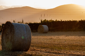Fardos de paja en un campo de trigo, en Viladecans