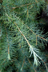 Closeup of the foliage of deodar cedar (Cedrus deodara), also known as Himalayan cedar