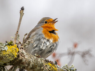 robin on a branch
