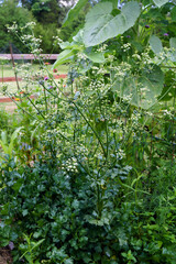 The vegetable known as celeriac (Apium graveolens var. rapaceum) in flower in a garden setting