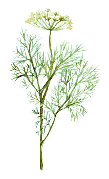 Fresh dill herb and spice branch. Watercolor illustration
