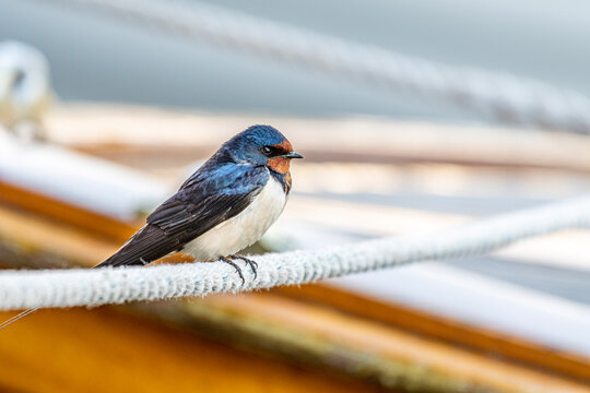 bird on a rope