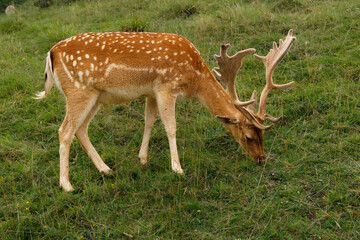 Naklejka premium Gamo en el pastizal