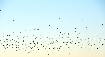 Big flock of crow birds flying against clear sky