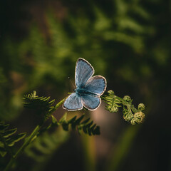 butterfly on leaf