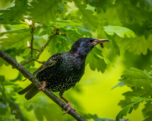 red winged blackbird