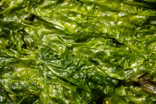 Background texture of natural green algae, belonging to the species Ulva lactuca, in Galicia, Spain