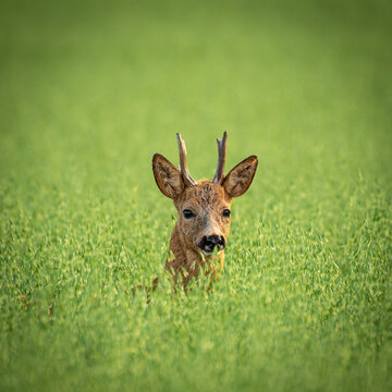 roe deer in the grass