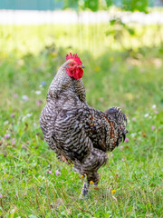 Big spotted rooster with a proud view in the garden on the grass