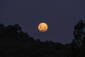 full moon over the forest