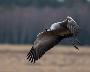 pelican in flight