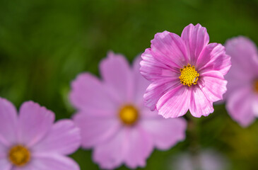 Obraz premium pink cosmos flower