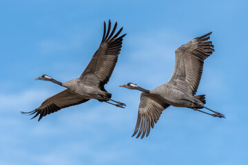 country goose in flight