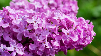 Fototapeta premium Lilac bush during flowering. Purple lilac flowers