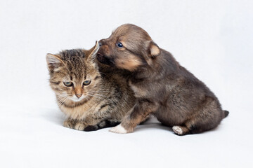 Small kitten and puppy together on a light background