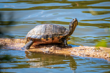 A Yellow-bellied slider basks in the sun on a log at Durant Nature Preserve in Raleigh, NC.