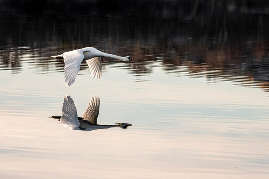 pelican in flight