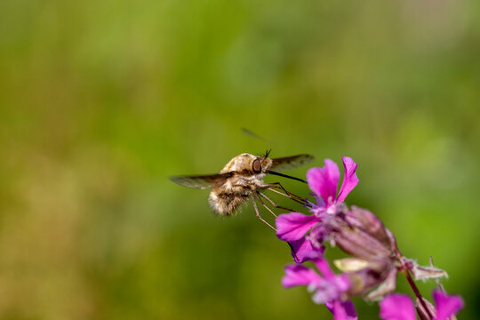 fly on a flower