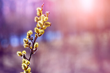 Willow branch with fluffy catkins in sunny weather