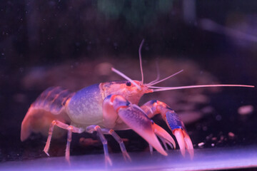 Crayfish is walking in the glass cabinet.