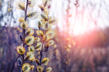 Spring view with willow branches during flowering in sunny weather