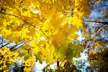 Perspective up view of autumn forest with bright orange and yellow leaves. Dense woods with thick canopies in sunny fall weather.