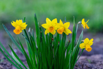Yellow daffodils on a blurred background. Flowering daffodils