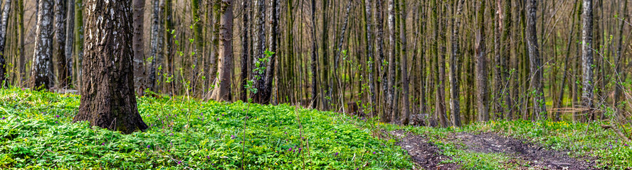 Fototapeta premium Spring forest with the first greenery and the road between the trees