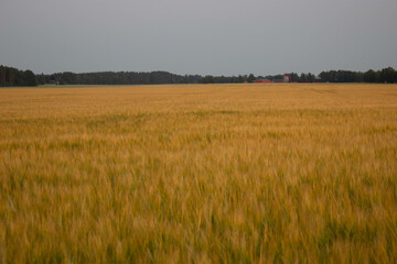 Obraz premium Golden wheat field on the background of warm summer sun and blue sky with white clouds. trees to the horizon. Beautiful summer landscape.