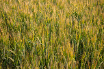 Golden wheat field on the background of warm summer sun and blue sky with white clouds. trees leaves to the horizon. Beautiful summer landscape.
