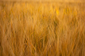 Golden wheat field on the background of warm summer sun and blue sky with white clouds. trees leaves to the horizon. Beautiful summer landscape.