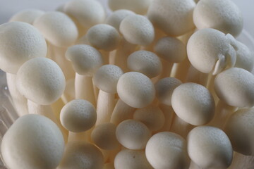 a cluster of white shimeji mushrooms - 481225787
