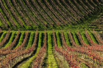 vine field in portugal best wine