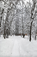 A walk in the forest (park) after a heavy snowfall. Trees covered with snow.