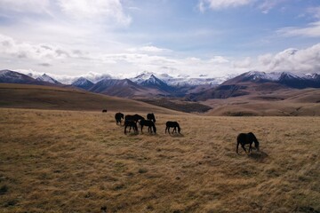 aerial view of horses in the mountains in the Caucasus