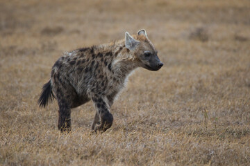 Spotted hyena, Crocuta crocuta, in the Ol Pejeta Conservancy in Kenya.