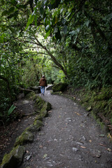 Fototapeta premium walking in the woods