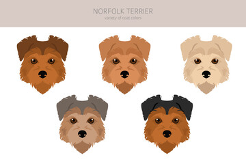 Norfolk terrier clipart. Different poses, coat colors set