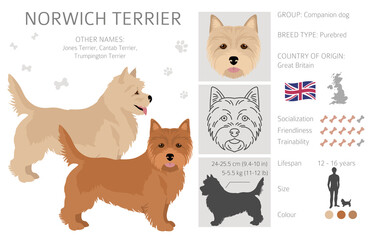 Norwich terrier clipart. Different poses, coat colors set