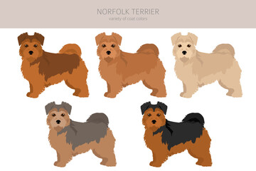 Norfolk terrier clipart. Different poses, coat colors set - obrazy, fototapety, plakaty