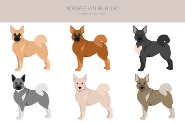 Norwegian Buhund clipart. Different poses, coat colors set