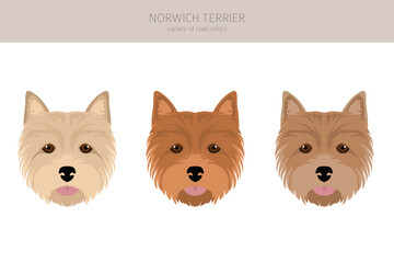 Norwich terrier clipart. Different poses, coat colors set - obrazy, fototapety, plakaty