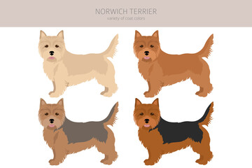 Norwich terrier clipart. Different poses, coat colors set - obrazy, fototapety, plakaty