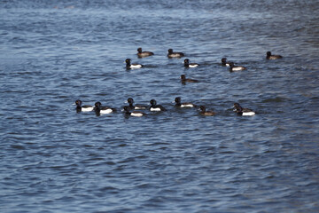 group of birds  ringneck duck - 481227393