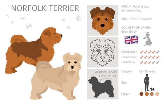 Norfolk terrier clipart. Different poses, coat colors set