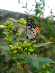 butterfly on a flower