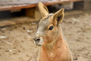 baby kangaroo