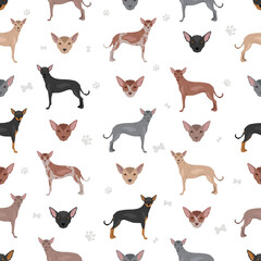 Xoloitzcuintle, Mexican hairless dog standard seamless pattern. Different poses, coat colors set