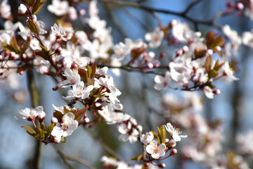 blooming tree